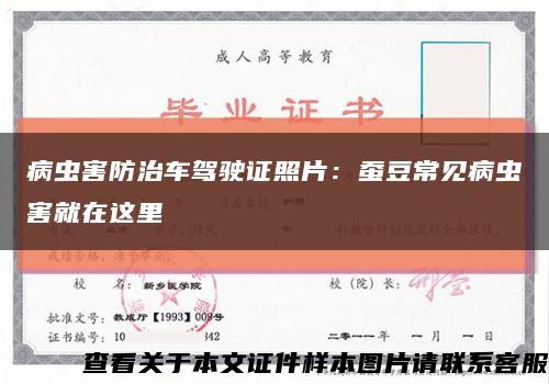 病虫害防治车驾驶证照片：蚕豆常见病虫害就在这里缩略图