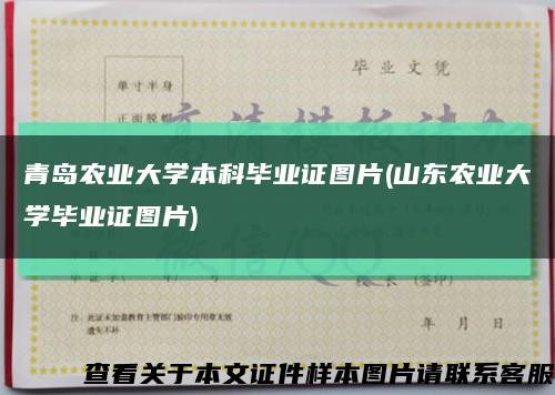 青岛农业大学本科毕业证图片(山东农业大学毕业证图片)缩略图