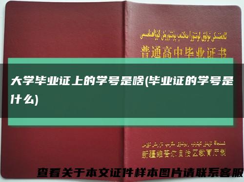 大学毕业证上的学号是啥(毕业证的学号是什么)缩略图