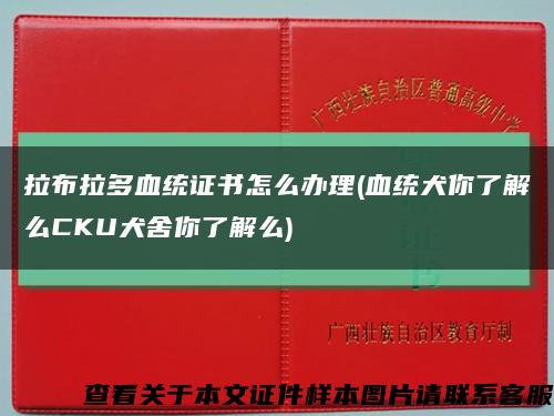 拉布拉多血统证书怎么办理(血统犬你了解么CKU犬舍你了解么)缩略图