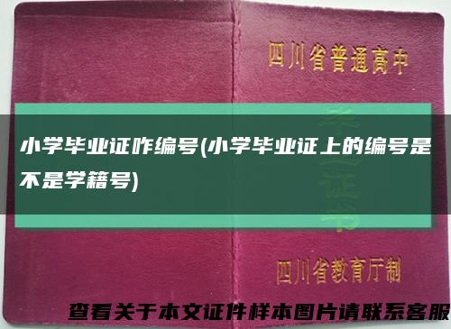 小学毕业证咋编号(小学毕业证上的编号是不是学籍号)缩略图