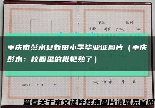 重庆市彭水县新田小学毕业证图片（重庆彭水：校园里的枇杷熟了）缩略图