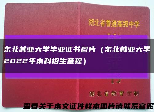 东北林业大学毕业证书图片（东北林业大学2022年本科招生章程）缩略图